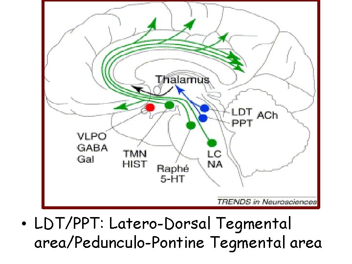  • LDT/PPT: Latero-Dorsal Tegmental area/Pedunculo-Pontine Tegmental area 