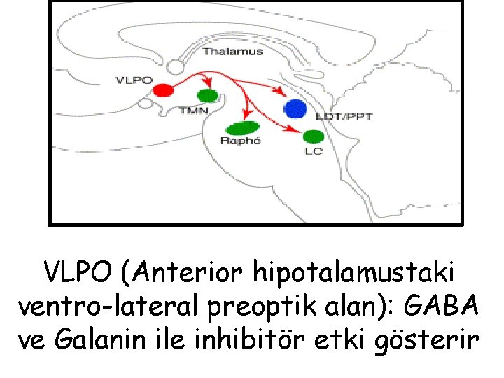 VLPO (Anterior hipotalamustaki ventro-lateral preoptik alan): GABA ve Galanin ile inhibitör etki gösterir 