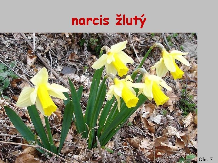 narcis žlutý Obr. 7 