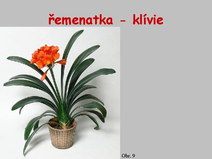 řemenatka - klívie Obr. 9 