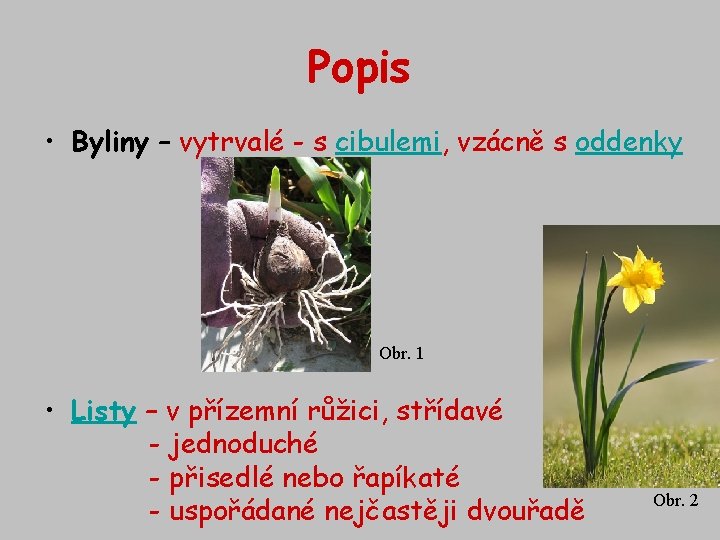 Popis • Byliny – vytrvalé - s cibulemi, vzácně s oddenky Obr. 1 •