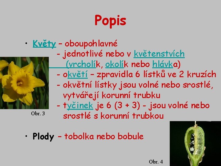 Popis • Květy – oboupohlavné - jednotlivé nebo v květenstvích (vrcholík, okolík nebo hlávka)