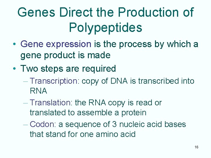 Genes Direct the Production of Polypeptides • Gene expression is the process by which