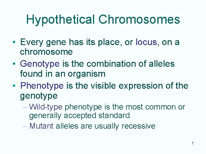 Hypothetical Chromosomes • Every gene has its place, or locus, on a chromosome •