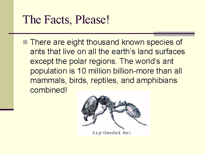 The Facts, Please! n There are eight thousand known species of ants that live