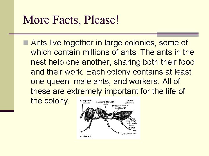 More Facts, Please! n Ants live together in large colonies, some of which contain