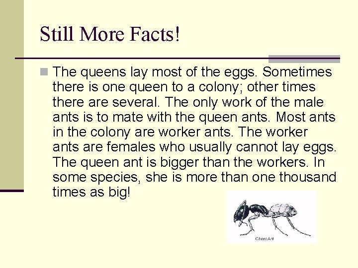 Still More Facts! n The queens lay most of the eggs. Sometimes there is