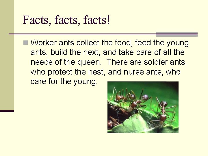 Facts, facts! n Worker ants collect the food, feed the young ants, build the