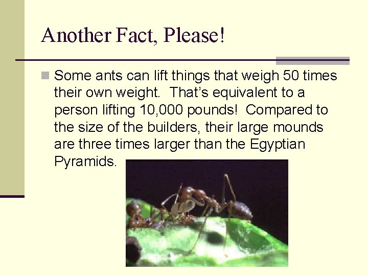 Another Fact, Please! n Some ants can lift things that weigh 50 times their