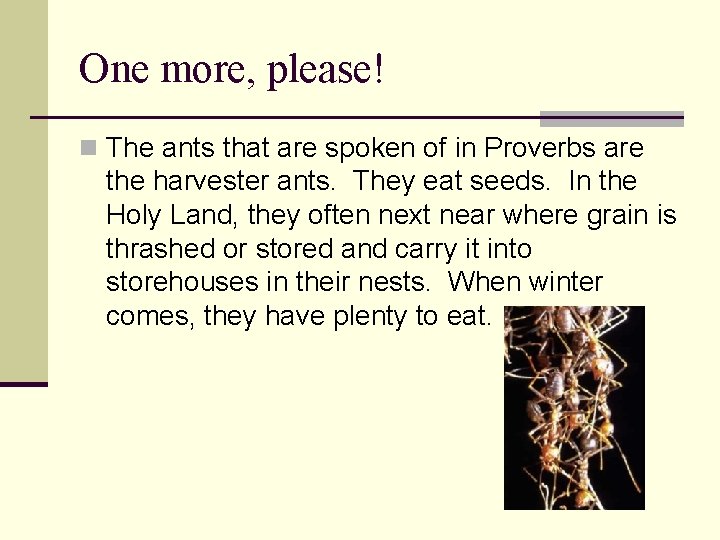 One more, please! n The ants that are spoken of in Proverbs are the