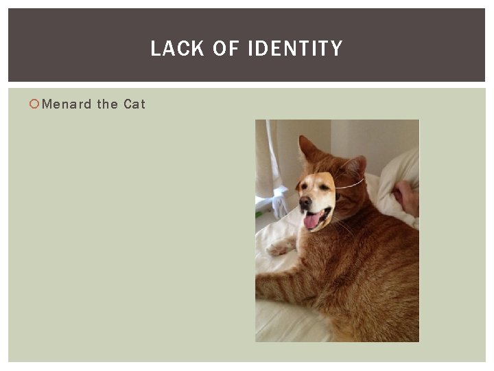 LACK OF IDENTITY Menard the Cat LACK OF IDENTITY Menard the Cat
