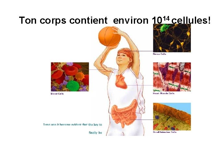Ton corps contient environ 1014 cellules! 