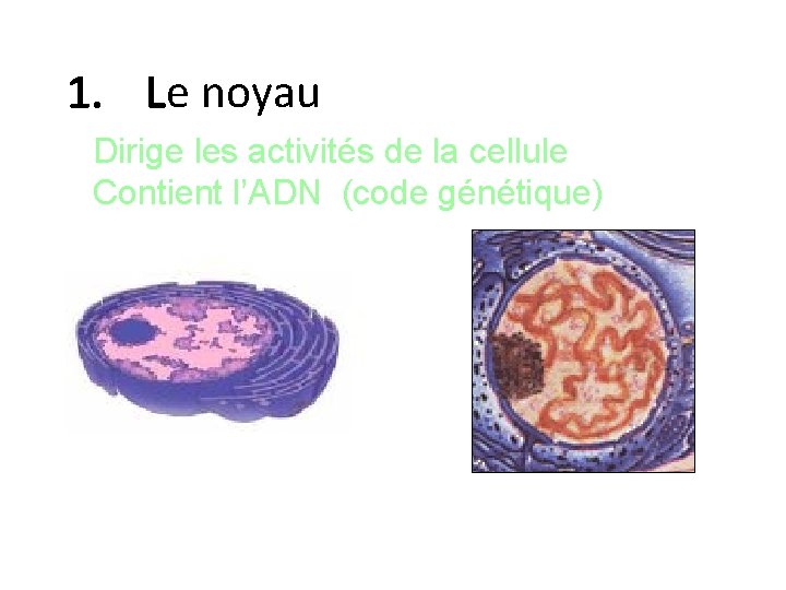 1. Le noyau Dirige les activités de la cellule Contient l’ADN (code génétique) 