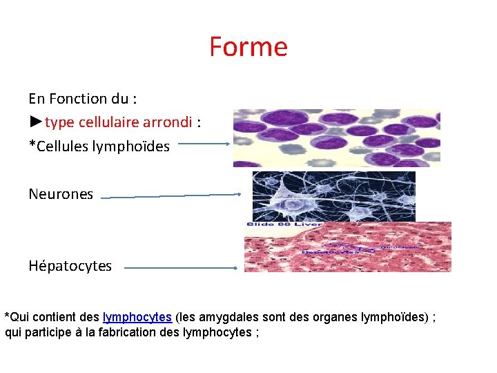 Forme En Fonction du : ►type cellulaire arrondi : *Cellules lymphoïdes Neurones Hépatocytes *Qui