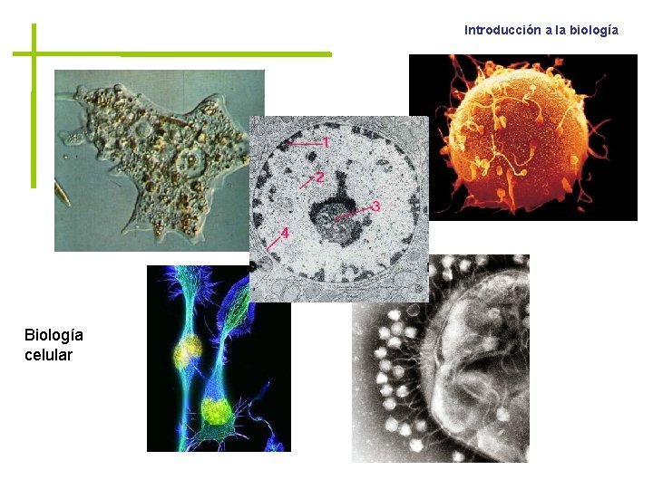 Introducción a la biología Biología celular 