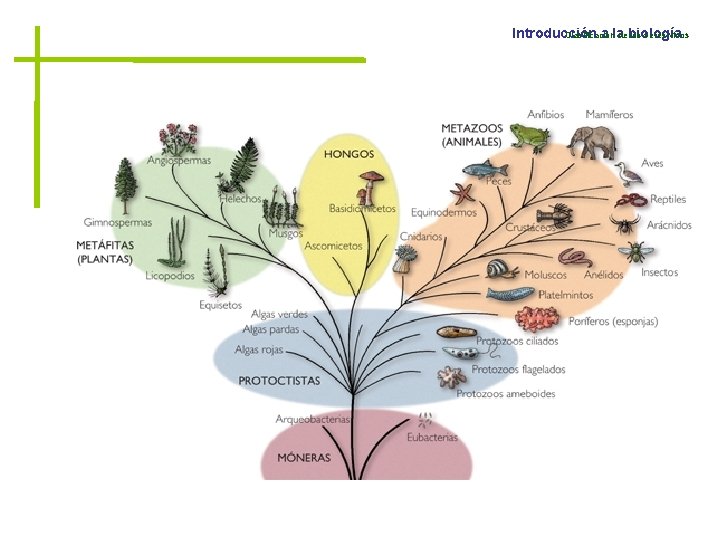 Introducción a ladebiología Clasificación los seres vivos 