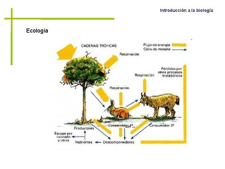 Introducción a la biología Ecología 