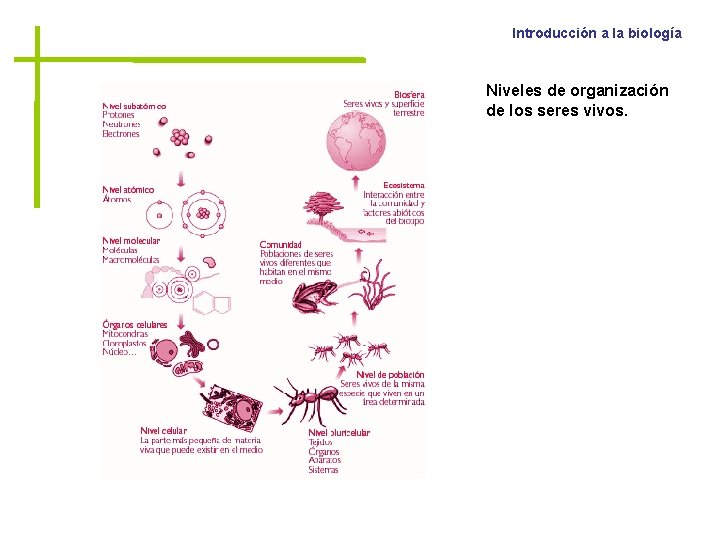 Introducción a la biología Niveles de organización de los seres vivos. 