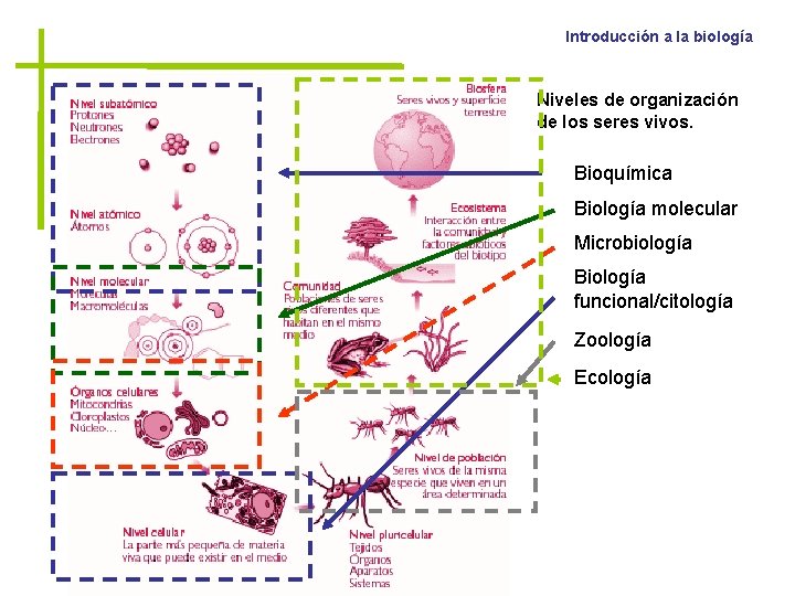 Introducción a la biología Niveles de organización de los seres vivos. Bioquímica Biología molecular