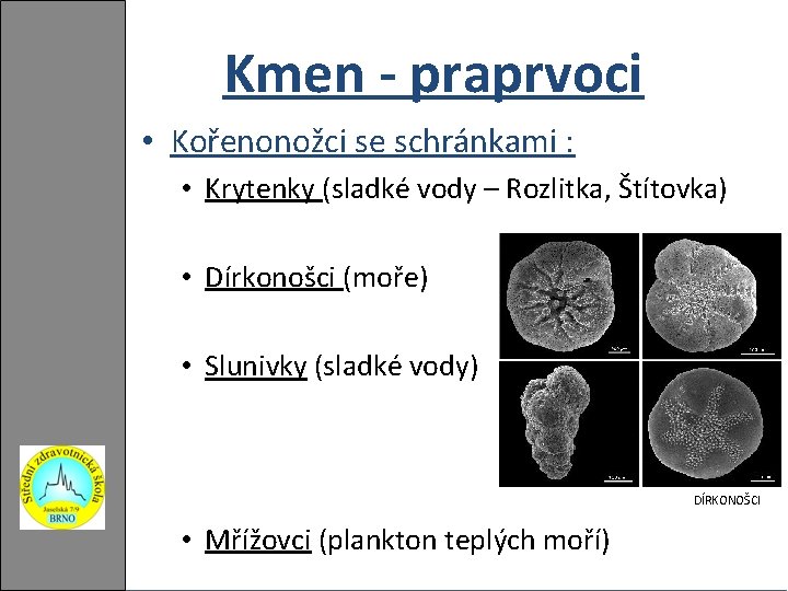 Kmen - praprvoci • Kořenonožci se schránkami : • Krytenky (sladké vody – Rozlitka,