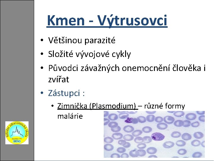 Kmen - Výtrusovci • Většinou parazité • Složité vývojové cykly • Původci závažných onemocnění