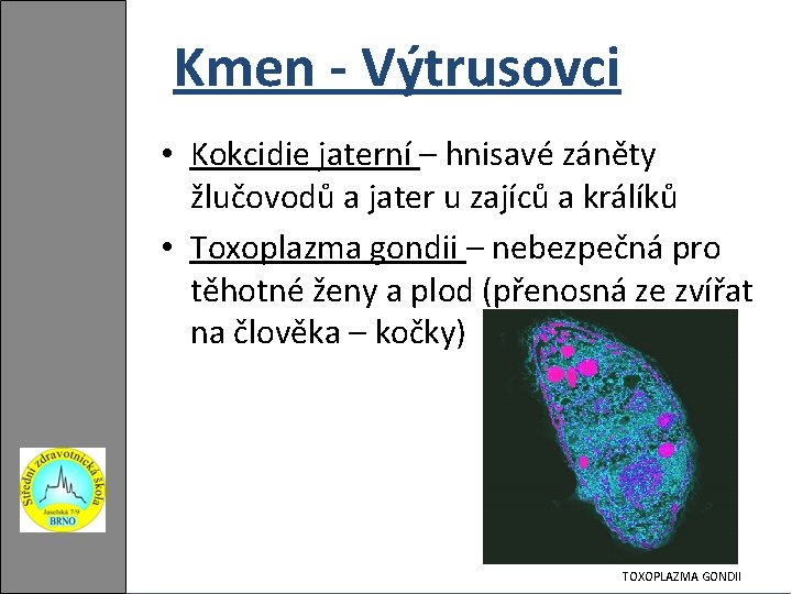 Kmen - Výtrusovci • Kokcidie jaterní – hnisavé záněty žlučovodů a jater u zajíců