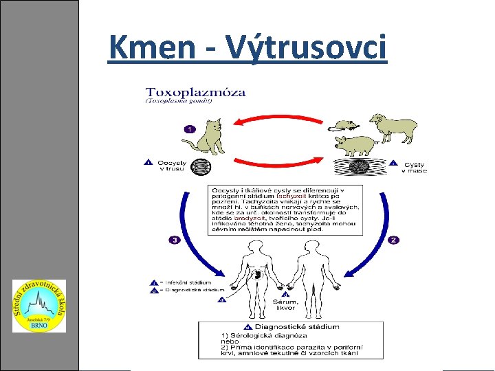 Kmen - Výtrusovci 