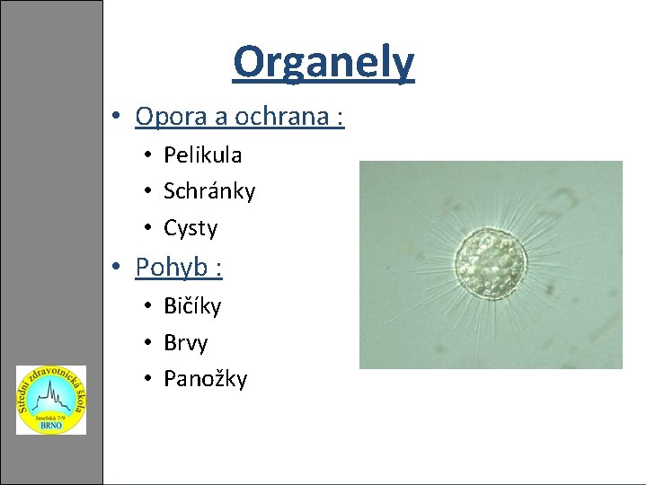 Organely • Opora a ochrana : • Pelikula • Schránky • Cysty • Pohyb