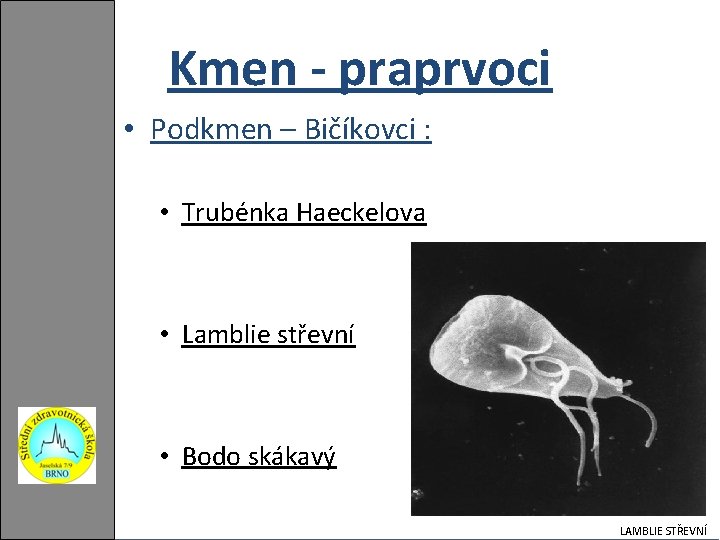 Kmen - praprvoci • Podkmen – Bičíkovci : • Trubénka Haeckelova • Lamblie střevní