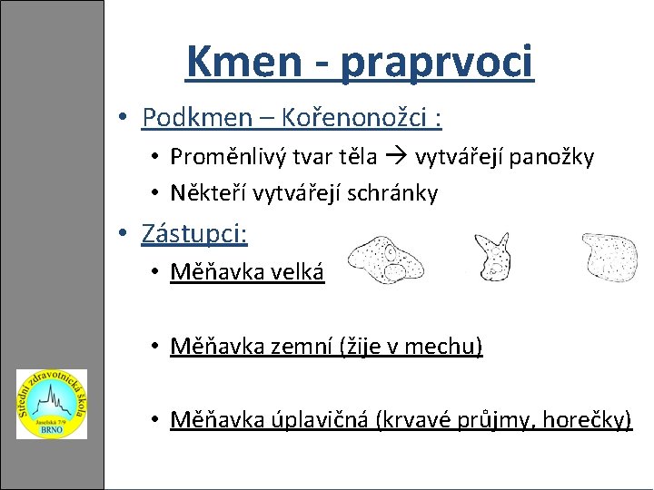 Kmen - praprvoci • Podkmen – Kořenonožci : • Proměnlivý tvar těla vytvářejí panožky