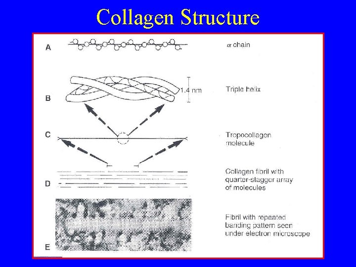 Collagen Structure 