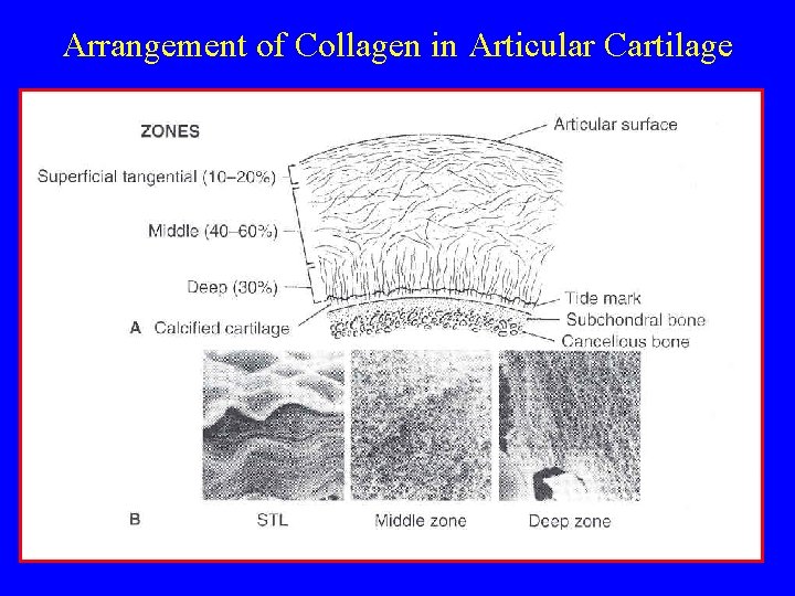 Arrangement of Collagen in Articular Cartilage 