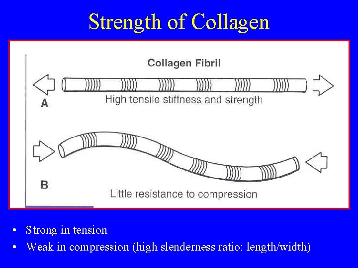 Strength of Collagen • Strong in tension • Weak in compression (high slenderness ratio: