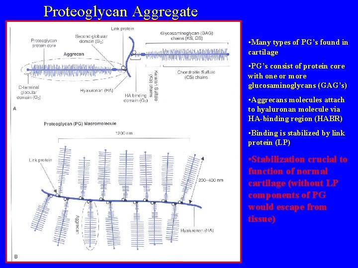 Proteoglycan Aggregate • Many types of PG’s found in cartilage • PG’s consist of