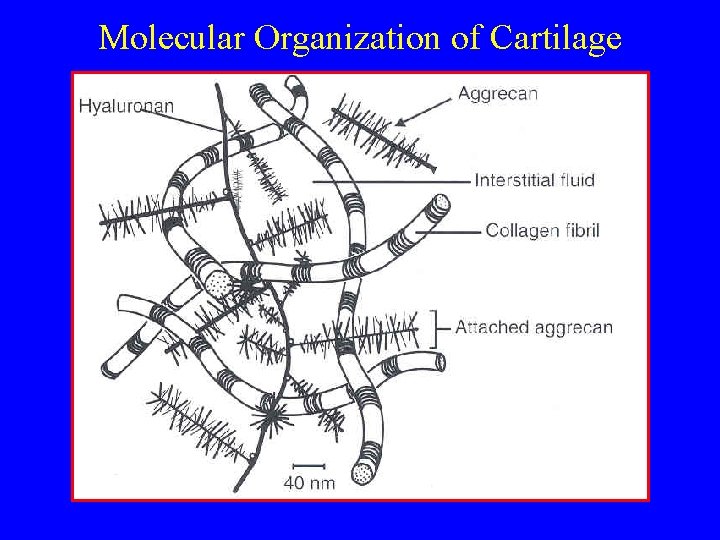 Molecular Organization of Cartilage 