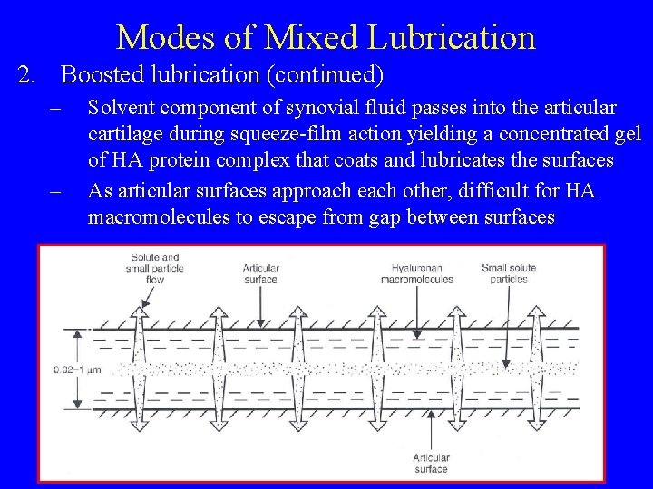 Modes of Mixed Lubrication 2. Boosted lubrication (continued) – – Solvent component of synovial