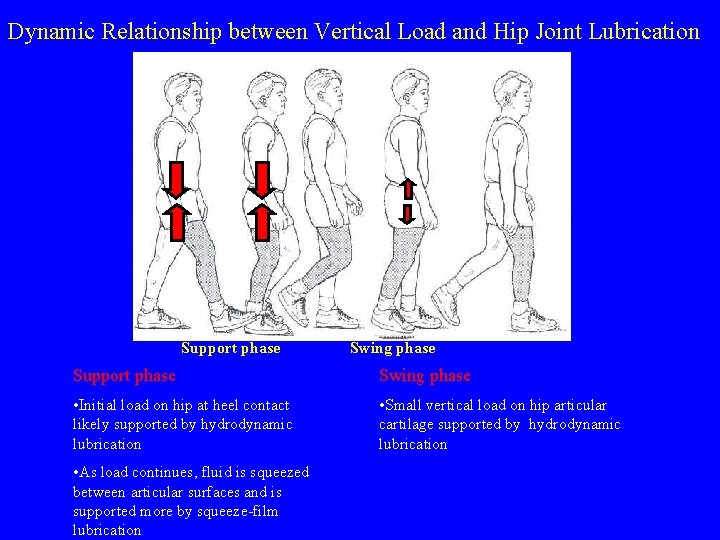 Dynamic Relationship between Vertical Load and Hip Joint Lubrication Support phase Swing phase •