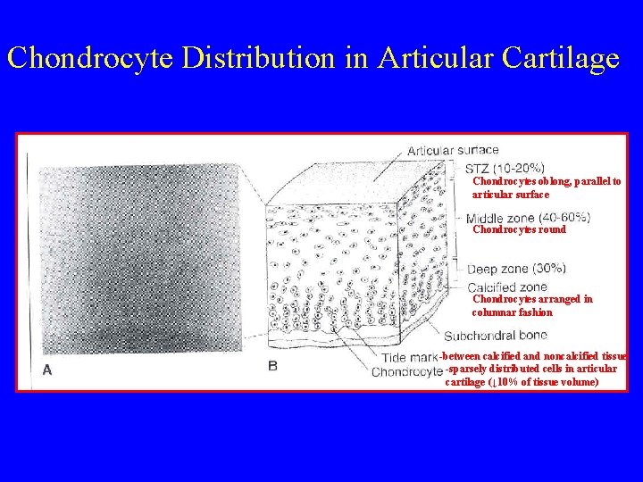 Chondrocyte Distribution in Articular Cartilage Chondrocytes oblong, parallel to articular surface Chondrocytes round Chondrocytes