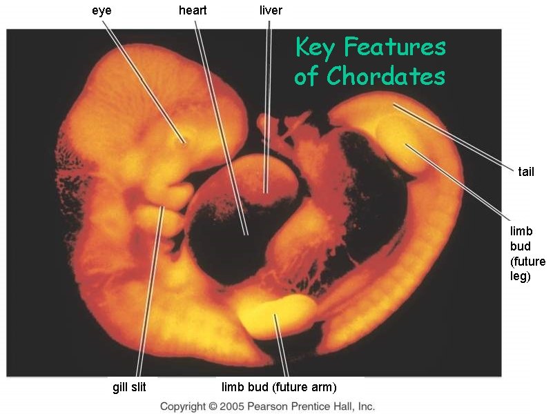 eye heart liver Key Features of Chordates tail limb bud (future leg) gill slit