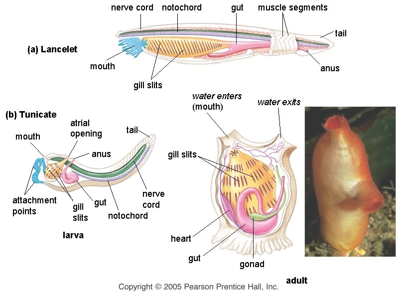 nerve cord notochord gut muscle segments tail (a) Lancelet mouth anus gill slits (b)