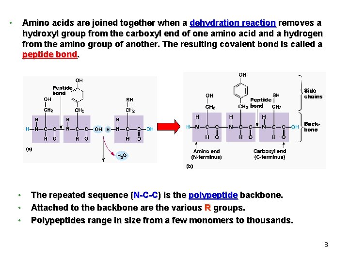  • Amino acids are joined together when a dehydration reaction removes a hydroxyl
