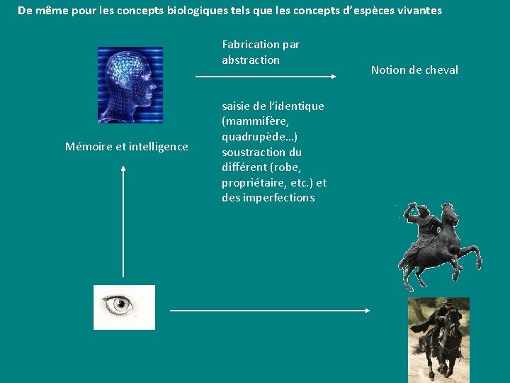 De même pour les concepts biologiques tels que les concepts d’espèces vivantes Fabrication par