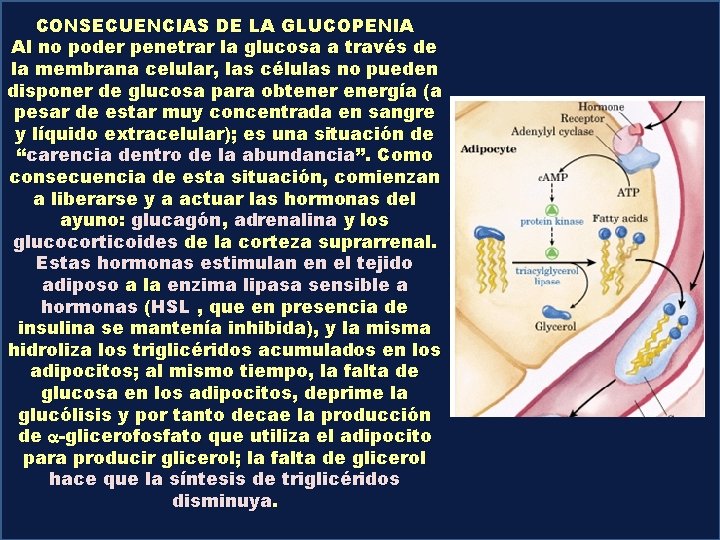 CONSECUENCIAS DE LA GLUCOPENIA Al no poder penetrar la glucosa a través de la