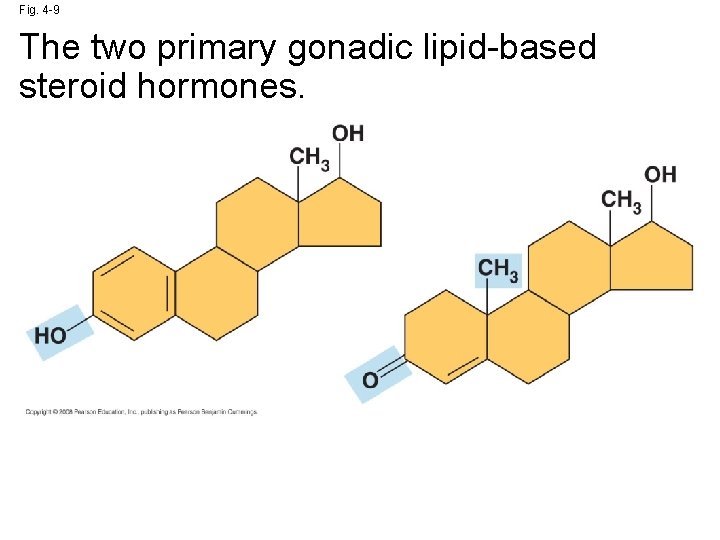 Fig. 4 -9 The two primary gonadic lipid-based steroid hormones. 