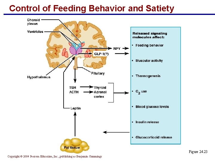 Control of Feeding Behavior and Satiety Figure 24. 23 Copyright © 2004 Pearson Education, Control of Feeding Behavior and Satiety Figure 24. 23 Copyright © 2004 Pearson Education,