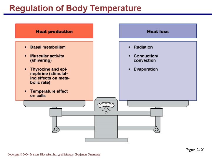 Regulation of Body Temperature Figure 24. 25 Copyright © 2004 Pearson Education, Inc. , Regulation of Body Temperature Figure 24. 25 Copyright © 2004 Pearson Education, Inc. ,