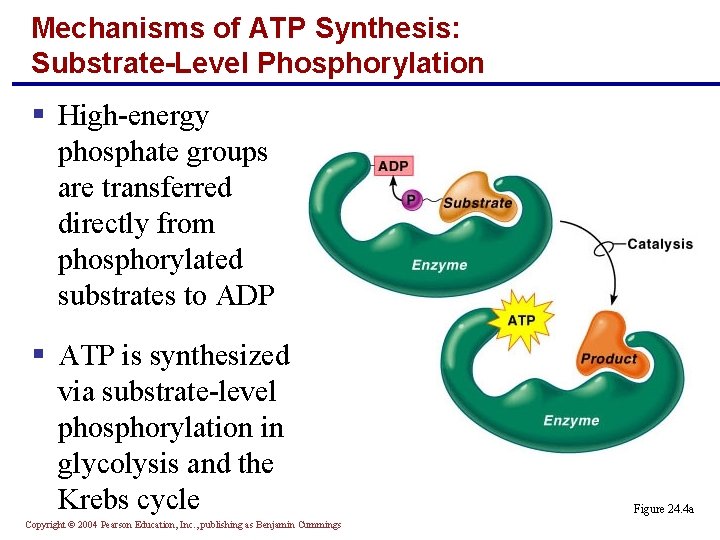 Mechanisms of ATP Synthesis: Substrate-Level Phosphorylation § High-energy phosphate groups are transferred directly from