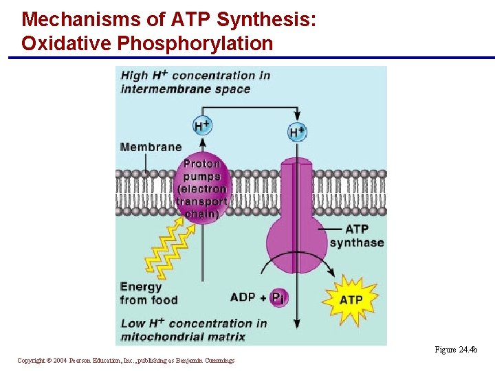 Mechanisms of ATP Synthesis: Oxidative Phosphorylation Figure 24. 4 b Copyright © 2004 Pearson Mechanisms of ATP Synthesis: Oxidative Phosphorylation Figure 24. 4 b Copyright © 2004 Pearson