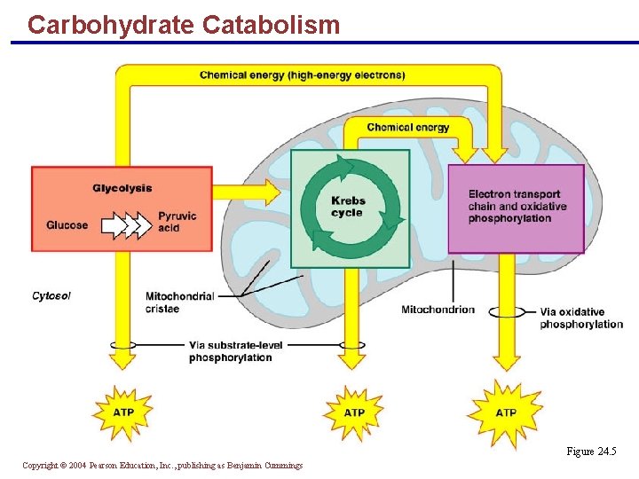 Carbohydrate Catabolism Figure 24. 5 Copyright © 2004 Pearson Education, Inc. , publishing as Carbohydrate Catabolism Figure 24. 5 Copyright © 2004 Pearson Education, Inc. , publishing as