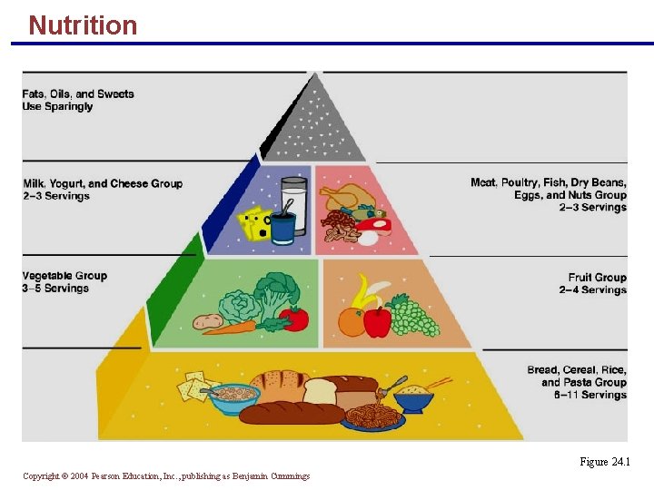 Nutrition Figure 24. 1 Copyright © 2004 Pearson Education, Inc. , publishing as Benjamin Nutrition Figure 24. 1 Copyright © 2004 Pearson Education, Inc. , publishing as Benjamin